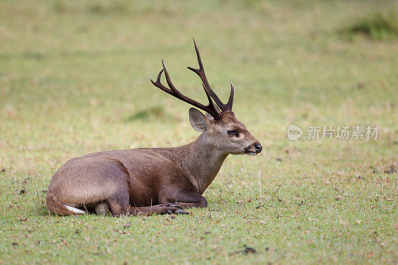 动物:成年雄性棕角鹿，又称坡鹿，或thamin (Rucervus eldii或Panolia eldii)。